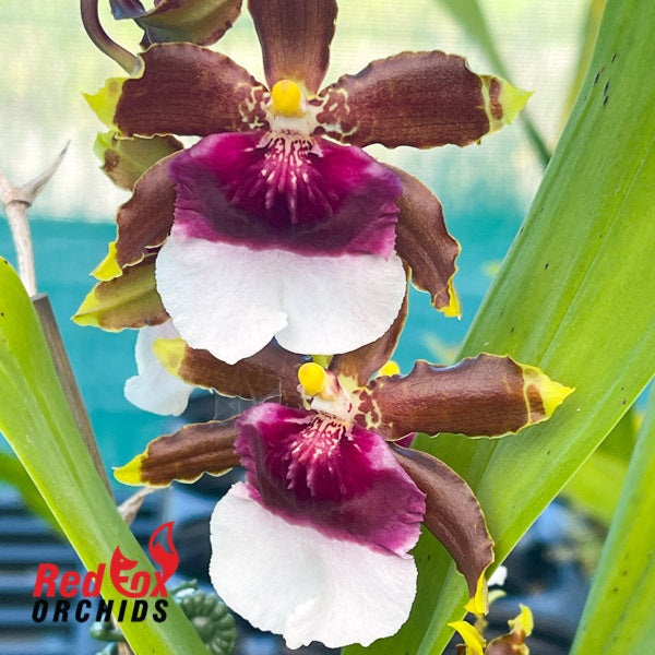 Odontocidium Witch's Jewels 'Ivory Lips'