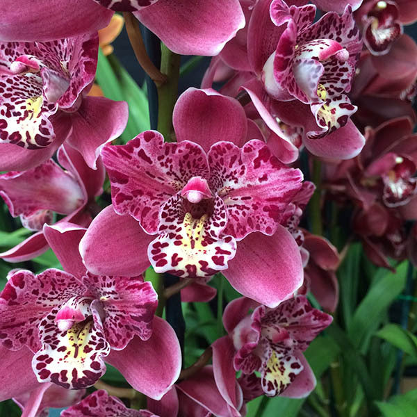 Cymbidium Strathdon 'Cooksbridge Fantasy'