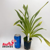 Miltoniopsis Boulivot 'THX1138'