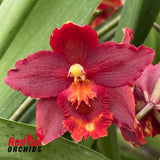 Wilsonara Orobino 'Coronal'