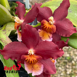 Wilsonara Warm Memories 'Wild Fire'