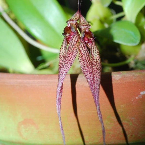 Bulbophyllum biflorum
