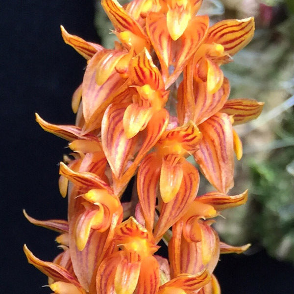 Bulbophyllum cupreum