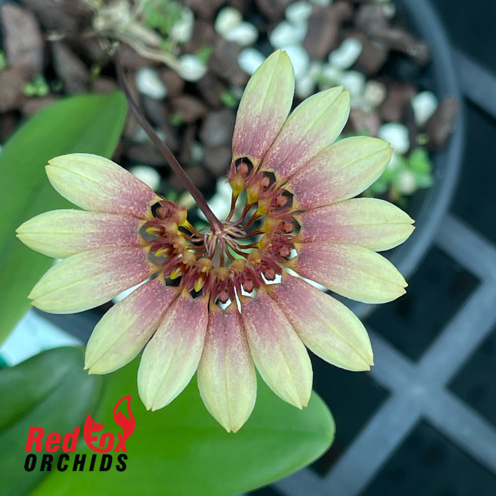 Bulbophyllum Daisy Chain