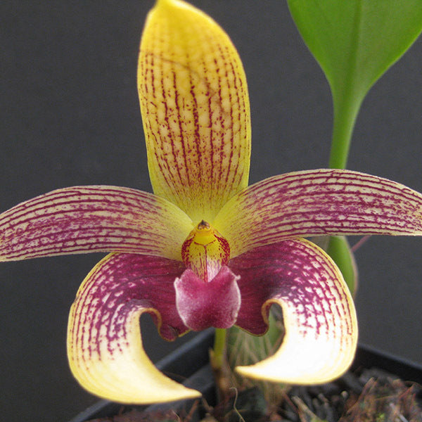 Bulbophyllum dearei x facetum