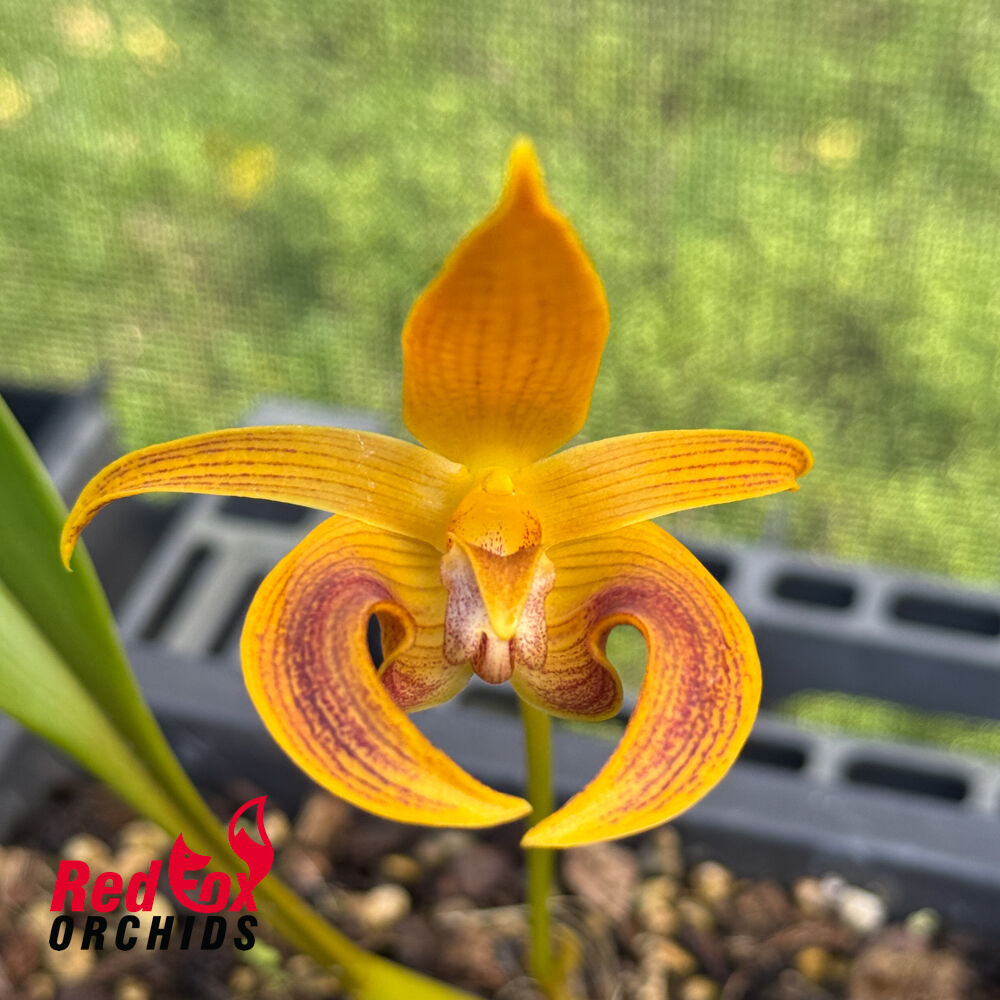 Bulbophyllum Wilmar Galaxy Star