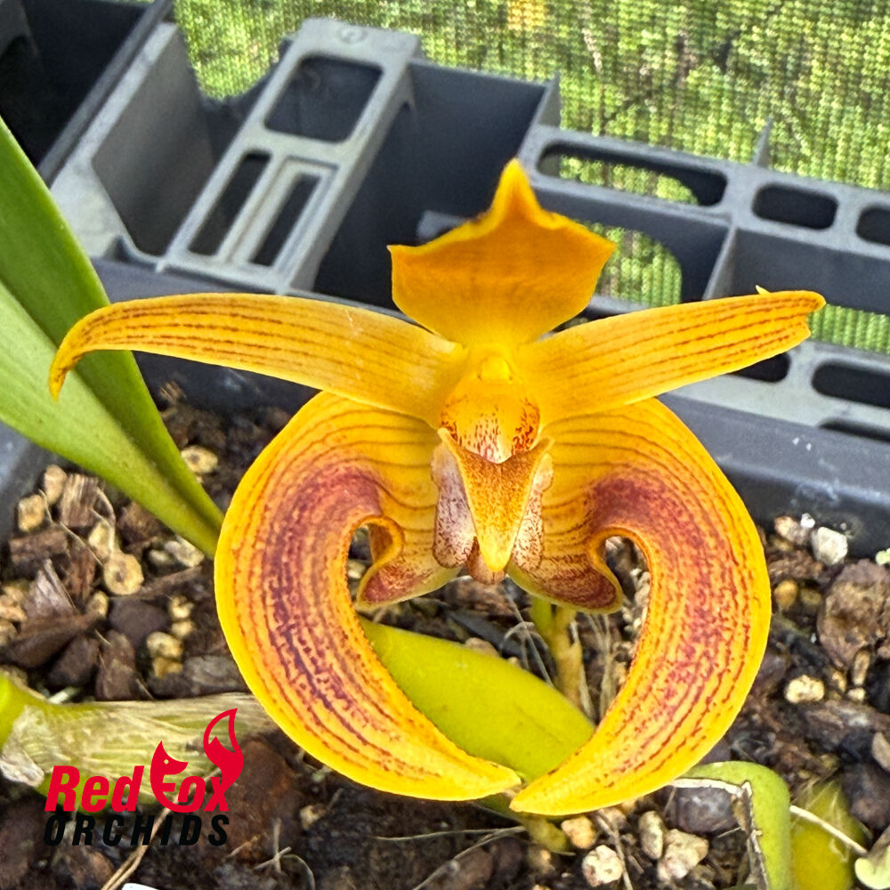 Bulbophyllum Wilmar Galaxy Star