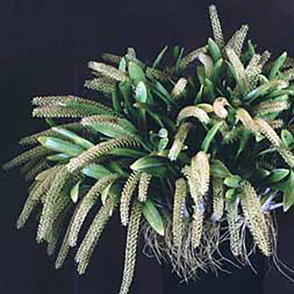 Liparis viridiflora