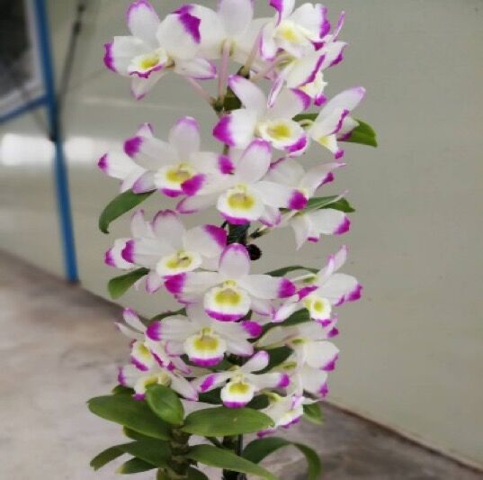 Dendrobium Second Love 'Kirameki'