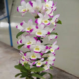 Dendrobium Second Love 'Kirameki'