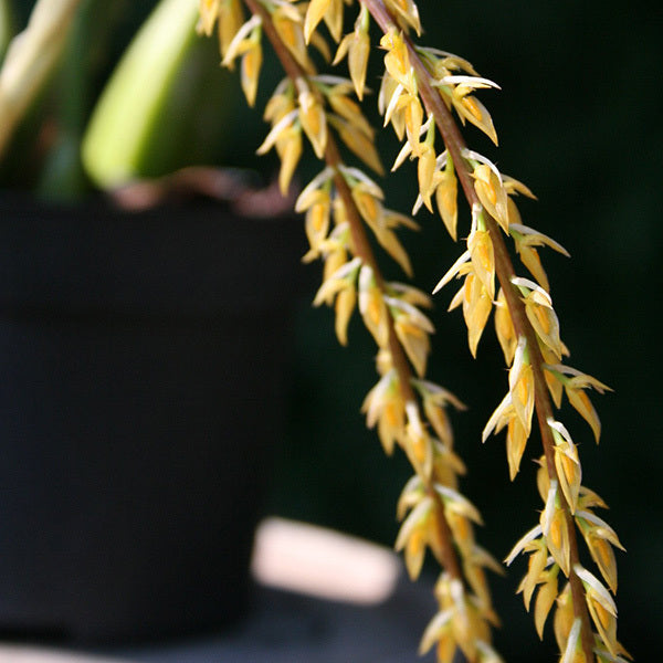 Bulbophyllum rufinum