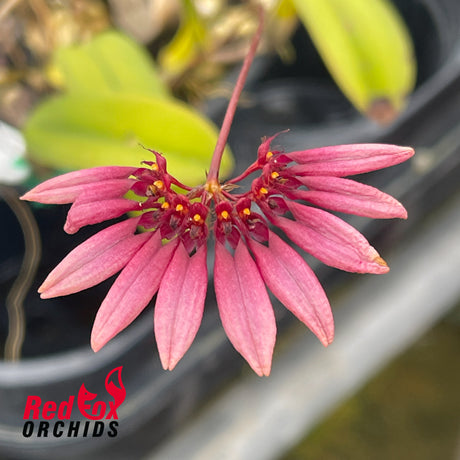 Bulbophyllum sibuyanense