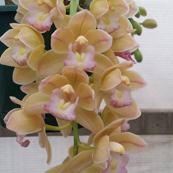 Cymbidium Sarah Jean 'Trish'