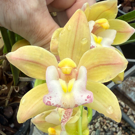 Cymbidium Sarah Jean 'Trish'