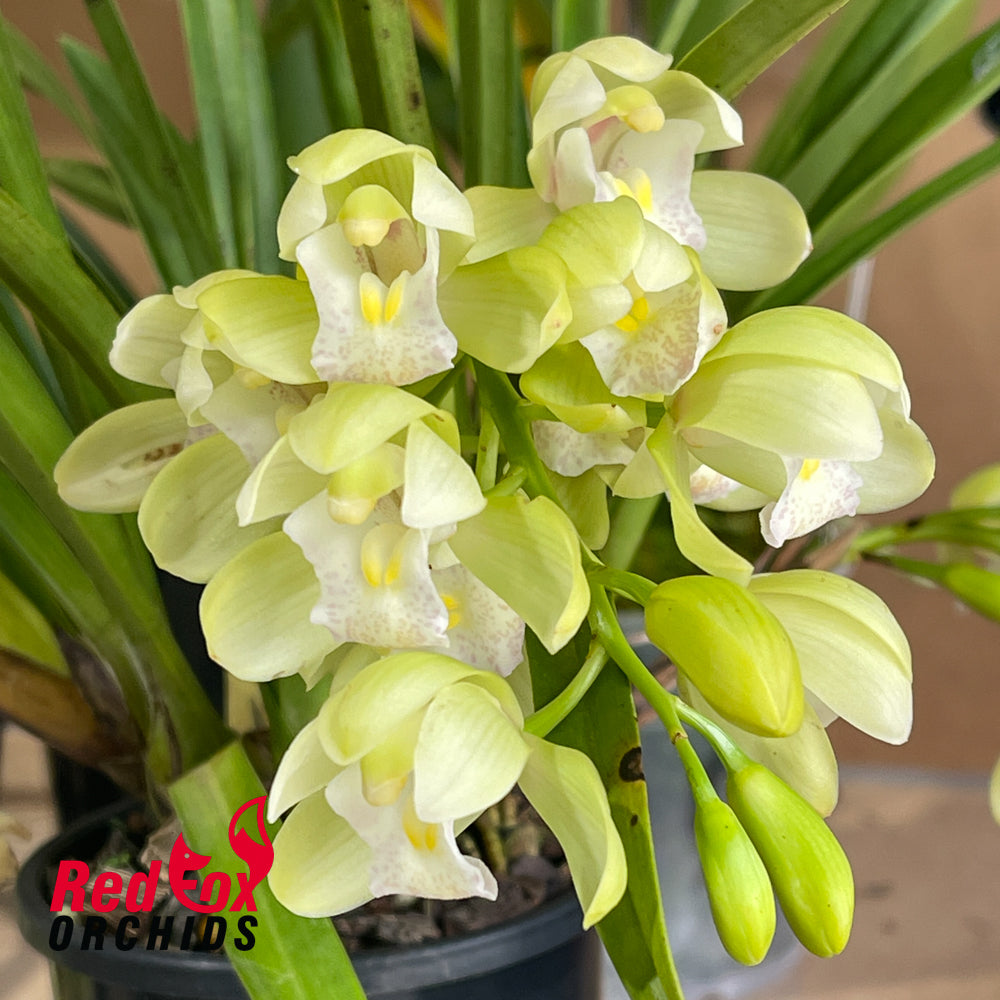 Cymbidium Sarah Jean 'Ford Cascade'