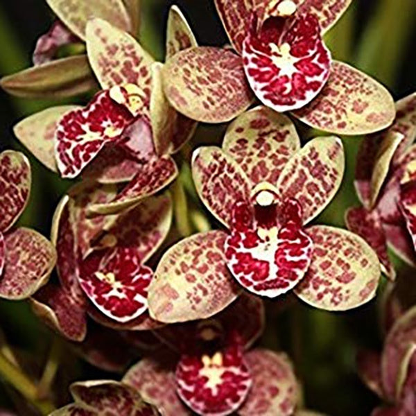 Cymbidium Spark Sprite 'Sparky' (4n)