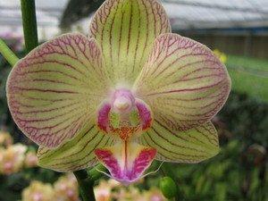 Phalaenopsis Emerald