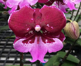 Phalaenopsis Chia Shing Hot Kiss