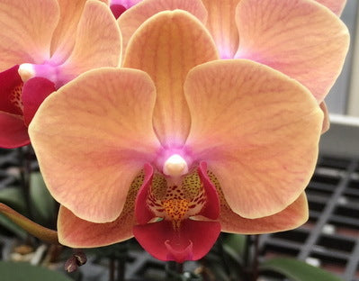 Phalaenopsis YH Sweety #2