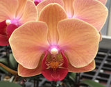 Phalaenopsis YH Sweety #2