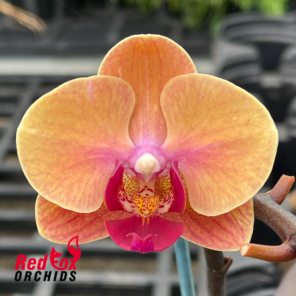 Phalaenopsis YH Sweety #2