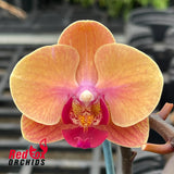 Phalaenopsis YH Sweety #2