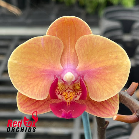 Phalaenopsis YH Sweety #2