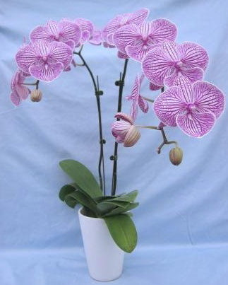 Doritaenopsis Four Peace