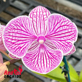 Doritaenopsis Four Peace