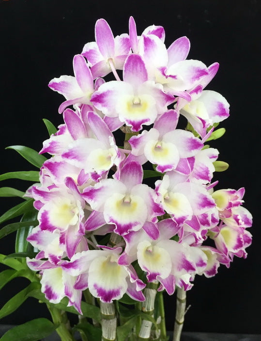 Dendrobium Lucky Girl