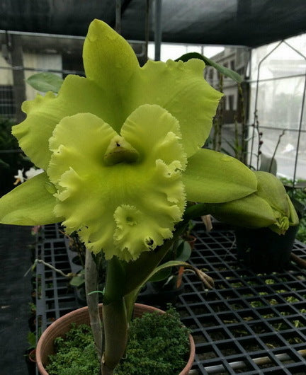 Rhyncholaeliocattleya Green Apple