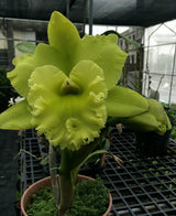 Rhyncholaeliocattleya Green Apple