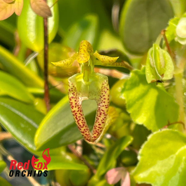 Bulbophyllum lasiochilum 'Light'