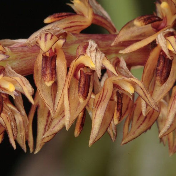 Bulbophyllum macrocoleum
