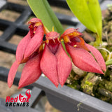 Bulbophyllum mastersianum x Meen Poison Rasberry