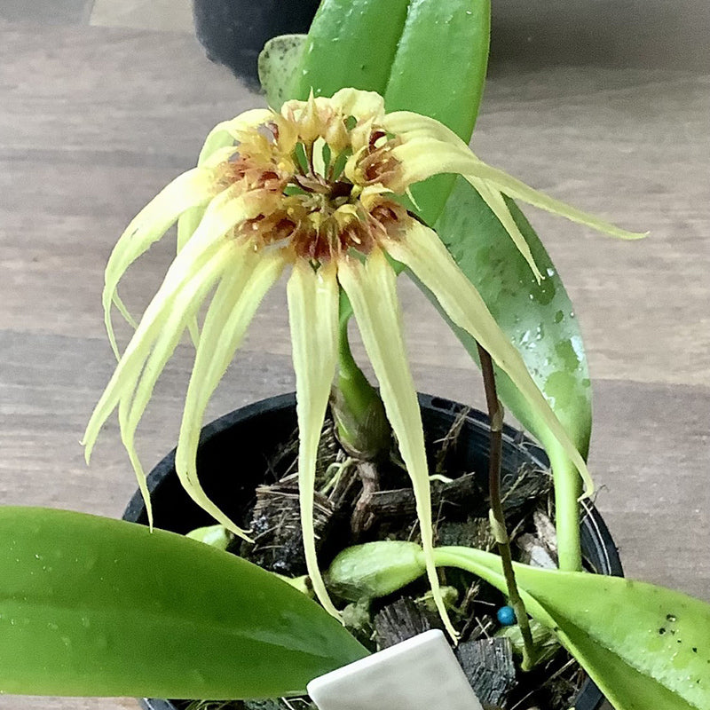Bulbophyllum Meen Endless Love x Lion King
