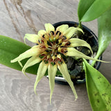 Bulbophyllum Meen Endless Love x Lion King