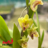 Dendrobium keithii