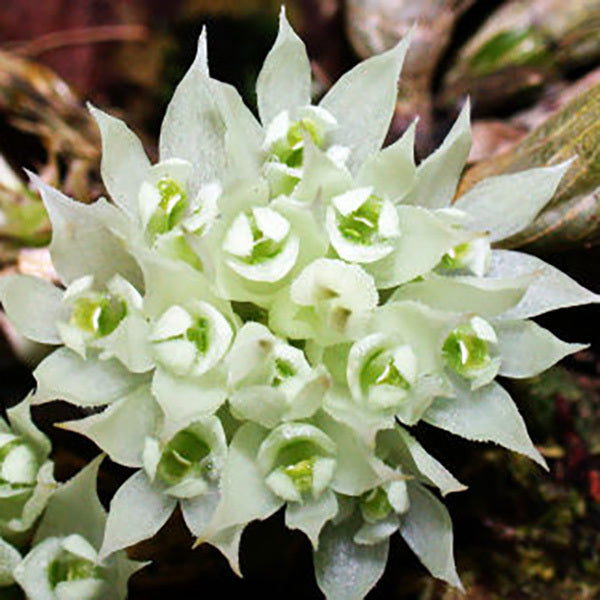 Dendrobium constrictum