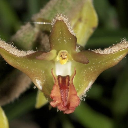 Eria tomentosa