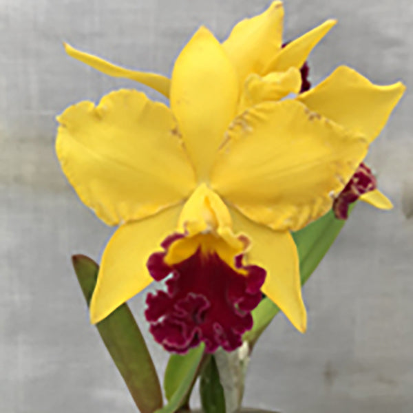 Potinara Hsinying Fancy Gold 'Super' SM/TOGA