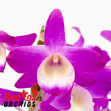 Dendrobium Hamana Lake 'Dream'