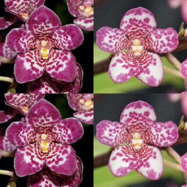 Sarcochilus Kulnura Secure 'Shaply' x Kulnura Pass 'Pepper'
