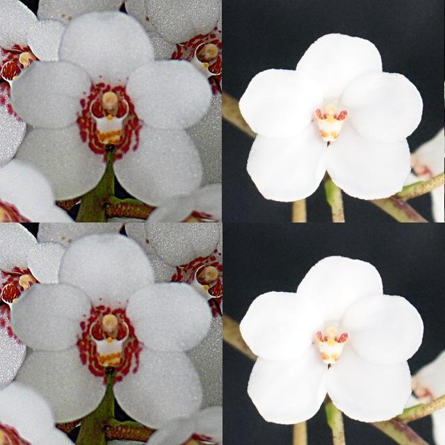 Sarcochilus Kulnura Melody 'Early White' x Kulnura Crystal 'Full Ghost'