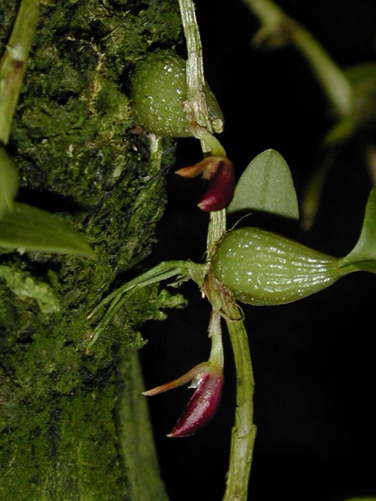 Bulbophyllum comberi
