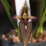Bulbophyllum romyi