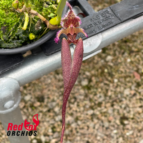 Bulbophyllum romyi
