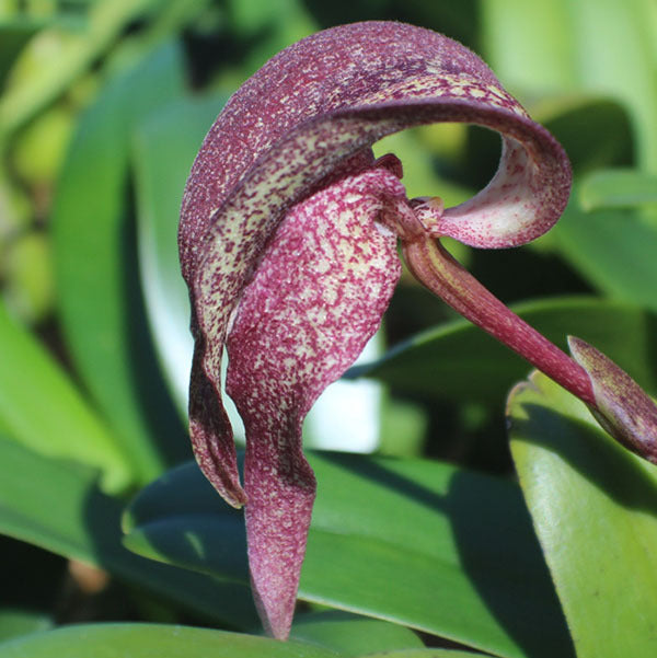 Bulbophyllum fritilliflorum