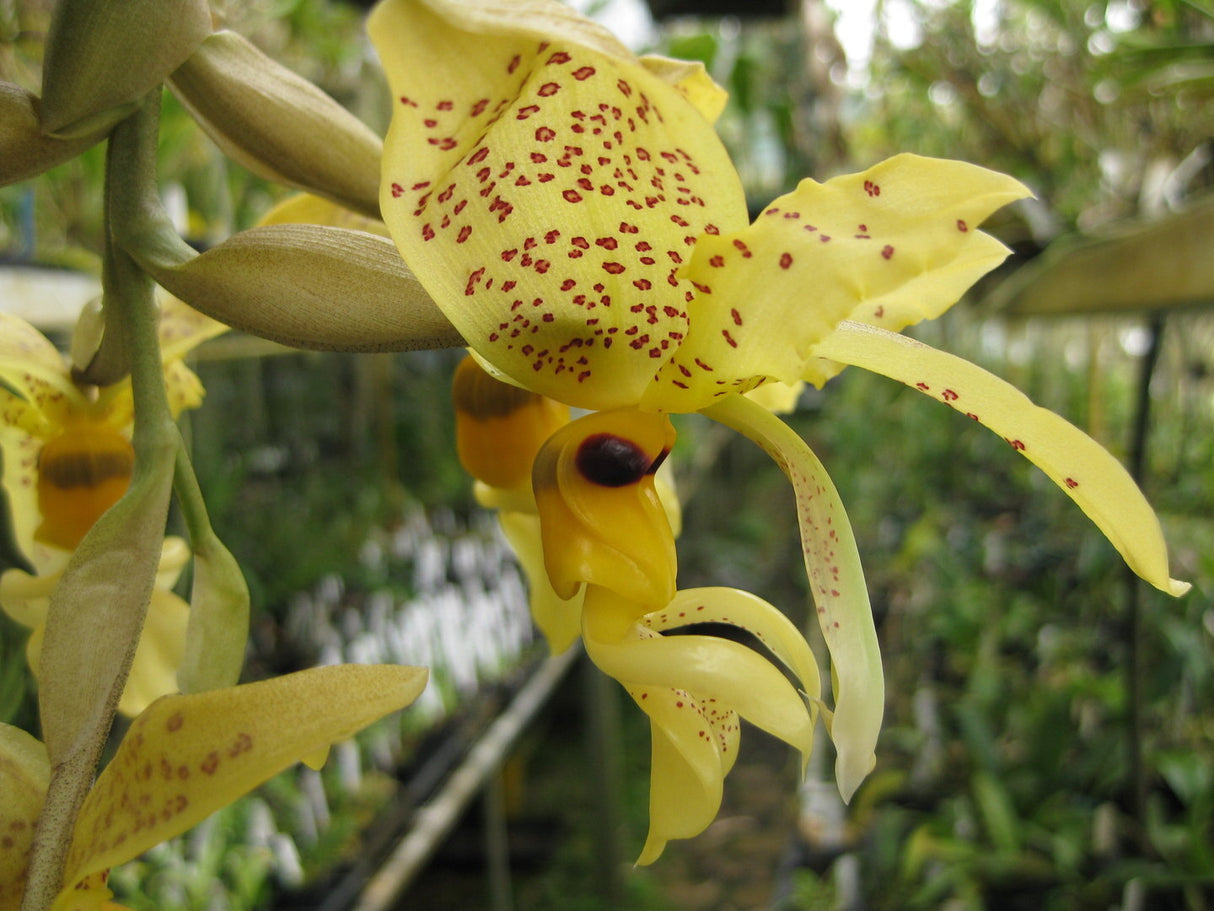 Stanhopea costaricensis (Yellow Form)