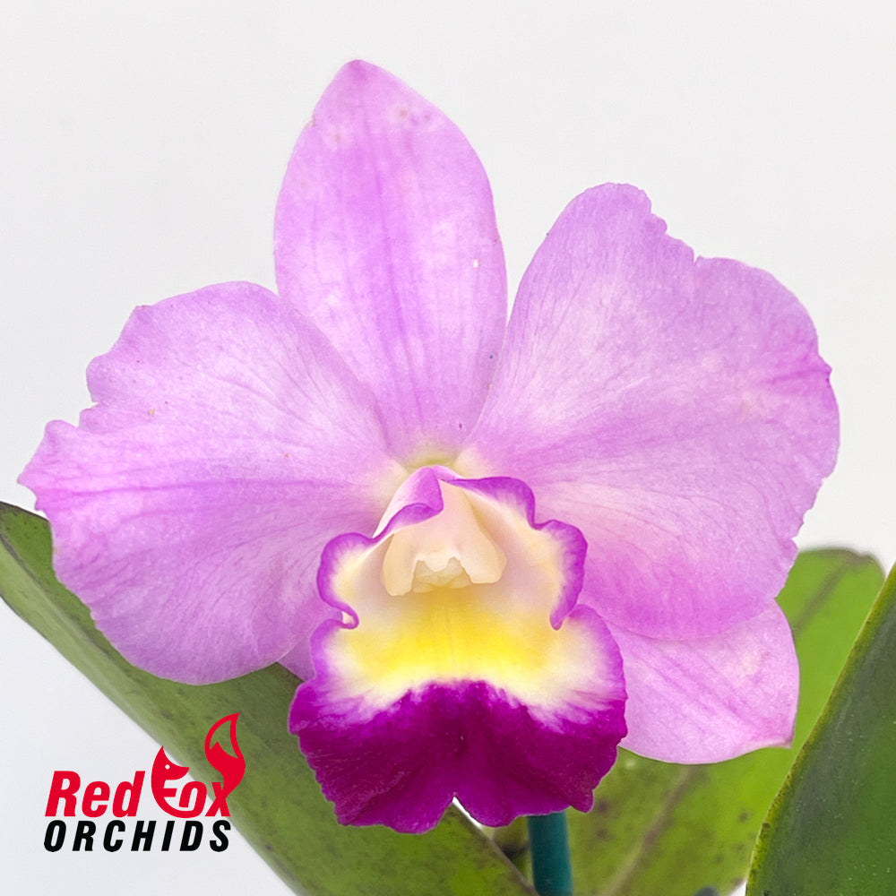 Cattleya Dal's Tradition 'Showoff' x Angel Flare 'Cynthia'